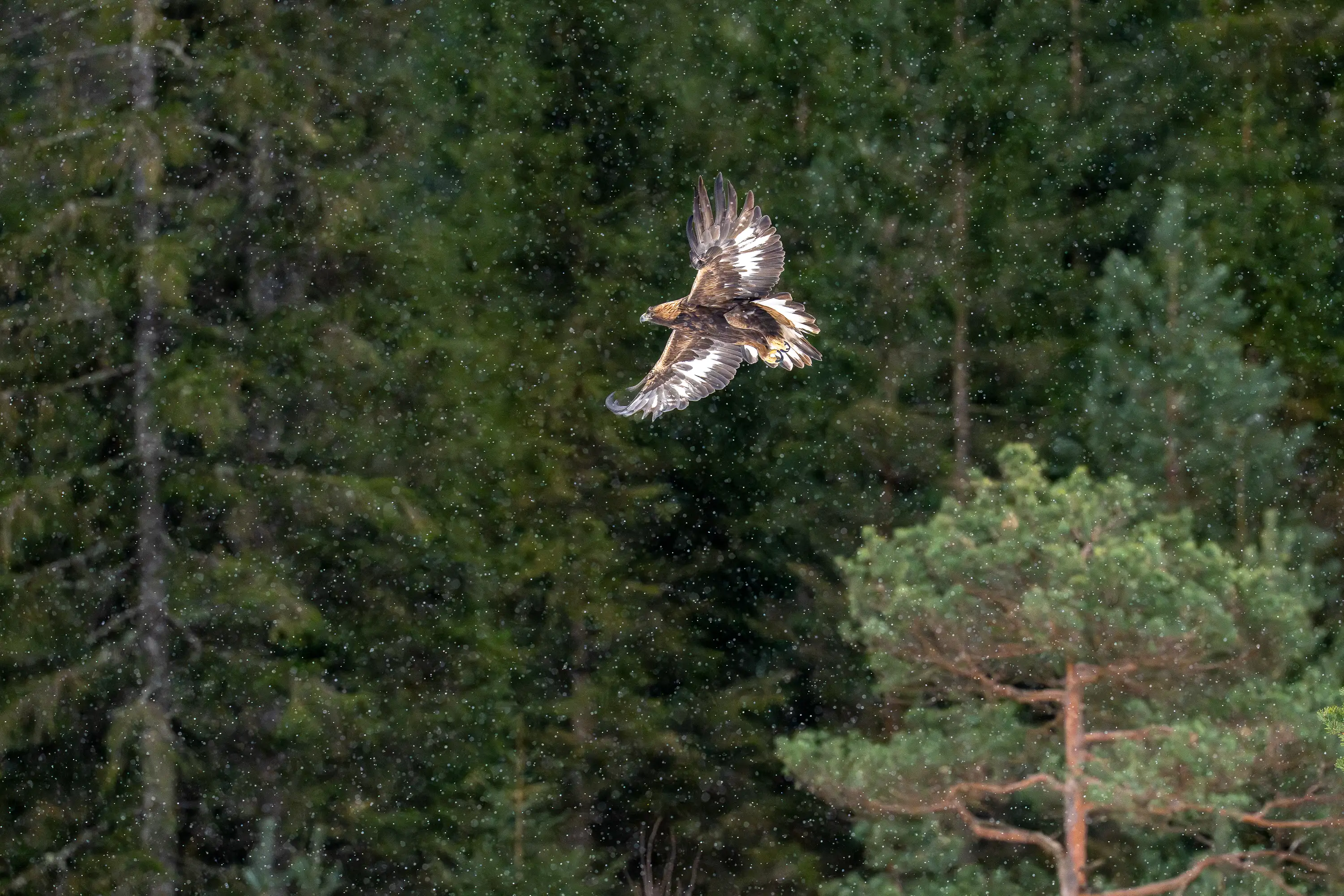 Wildlife Gallery gallery image 7